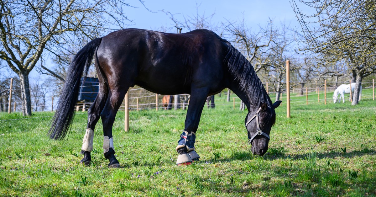 Do Horses Need Their Teeth Brushed? The Importance of Dental Care for Horses